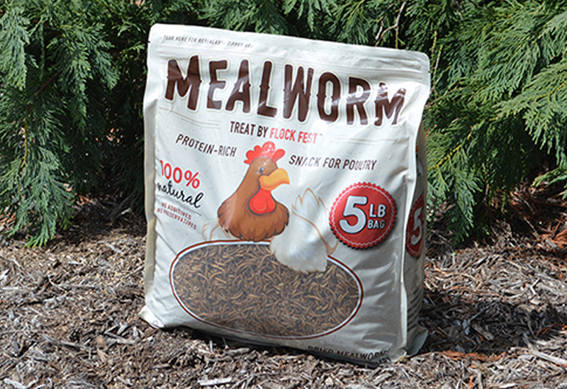 Mealworms